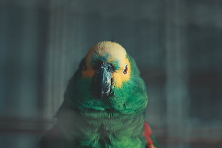 green parrot thumbnail