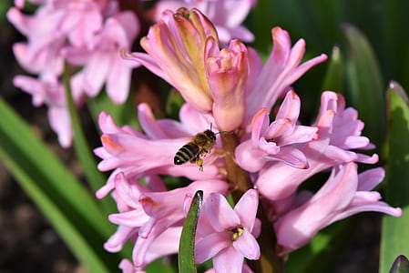 bee perched on pink petaled flower close-up photo thumbnail