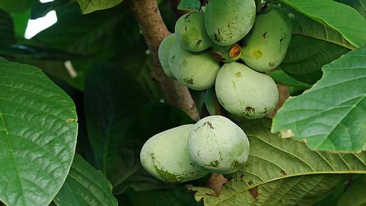 The paw-paw, also called the prairie banana, Hoosier banana or poor man's banana, grows in the southeastern region of the United States. They are popular locally but are not widely available commercially. When ripe the paw-paw is actually more fragrant then a familiar yellow bananas when it is ripe. thumbnail