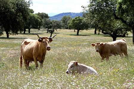 three brown cows on grass field thumbnail