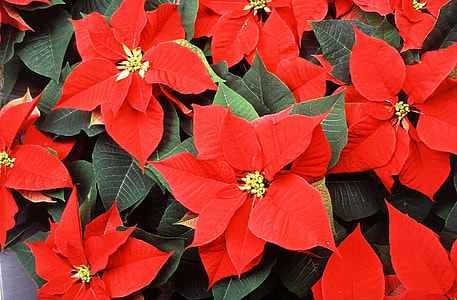 red poinsettia flowers thumbnail