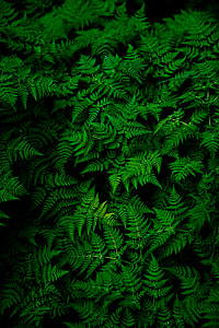 Infinite Ferns thumbnail