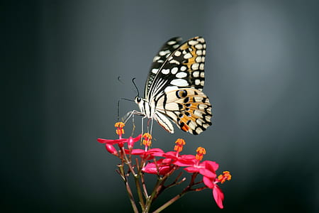 black and white butterfly perched on red petaled flower thumbnail