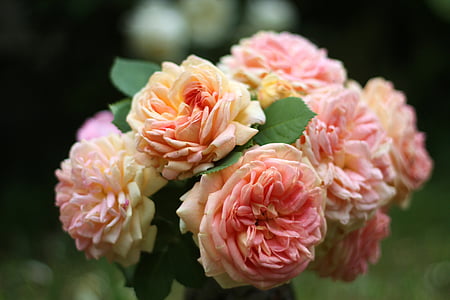 close up photo of pink flower thumbnail