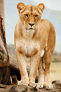 lioness beside tree thumbnail