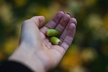 person holding two green seeds thumbnail