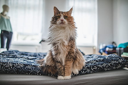 short-coated brown and white cat sitting on grey surface thumbnail