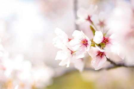 white petaled flower photo thumbnail