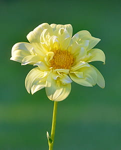 Yellow Petaled Flowering Plant thumbnail