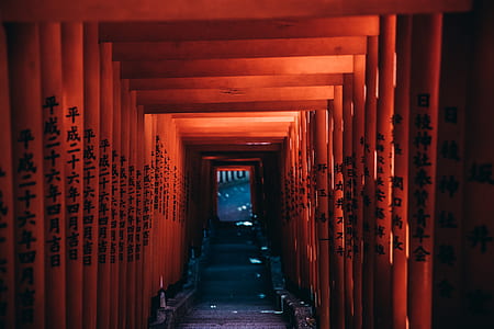 landscape photography of torii gates thumbnail