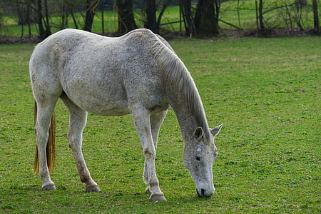 gray horse eating grass during daytime thumbnail