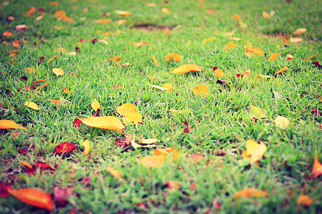 dried leaf on green grass photography thumbnail