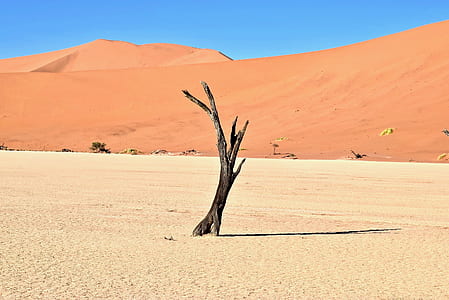 stand alone leafless tree under blue sky thumbnail