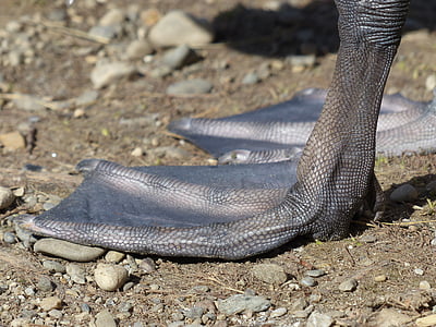 close-up photo of black duck foot thumbnail