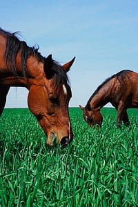 two brown horses eating grass thumbnail