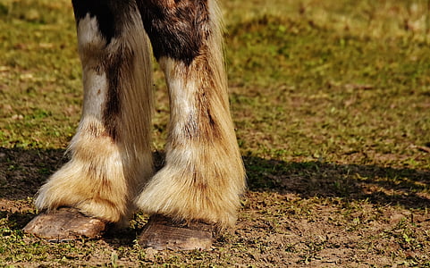 animal feet on grass thumbnail