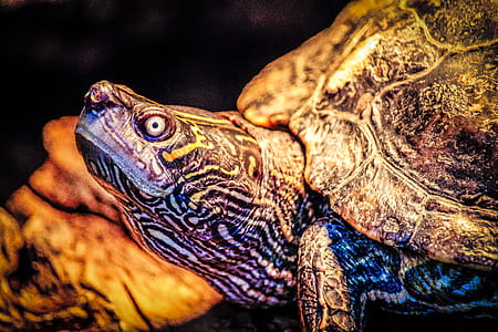 Closeup Photo of Turtle thumbnail