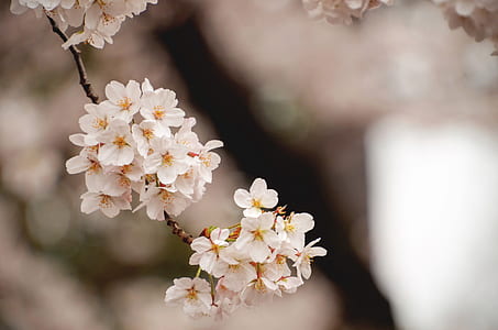 White Cherry Blossom thumbnail