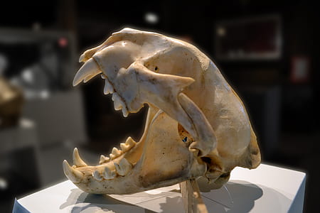 closed-up photo of animal skull thumbnail