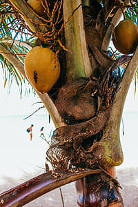 Close up of a coconut tree on the beach thumbnail