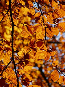 withered leaves on tree thumbnail