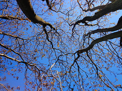 worm's eye-view photograph of withered trees thumbnail