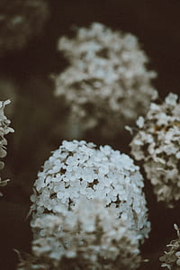 selective focus photography of white hydrangea flowers thumbnail