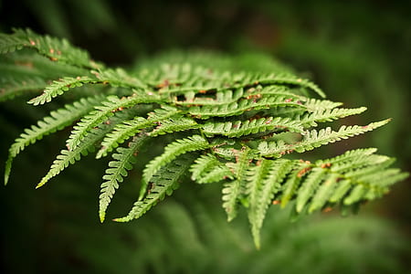 green fern plant thumbnail