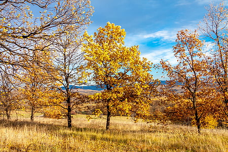 photography of leafed trees thumbnail