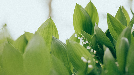 selective focus photography of green leaf thumbnail
