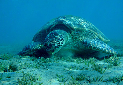 turtle under the sea thumbnail