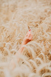 Person's Right Hand Holding Brown Wheat Plant thumbnail