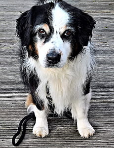 white and black border collie puppy thumbnail