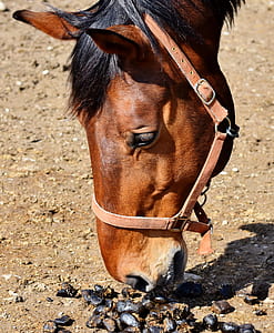 close-up of brown horse thumbnail