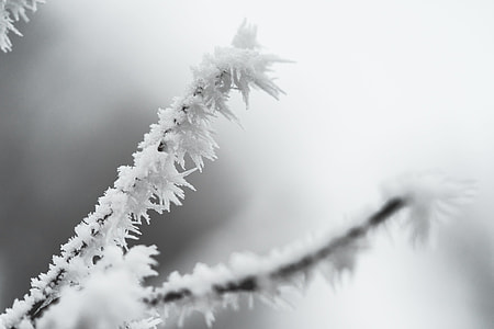Ice Hoarfrost on a Branch thumbnail