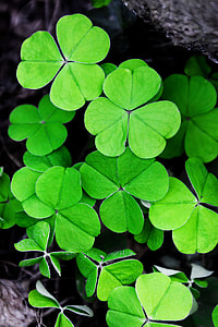 green Clover leaf thumbnail
