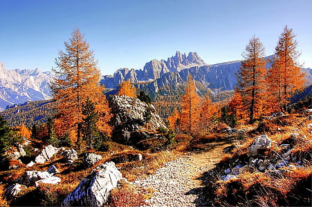 brown leaf trees near glacier mountain under blue skies thumbnail