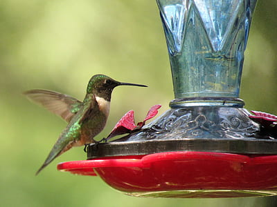 green humming bird thumbnail