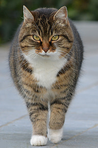 selective focus photography of brown tabby cat thumbnail