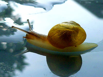 close-up photo of snail on black surface thumbnail