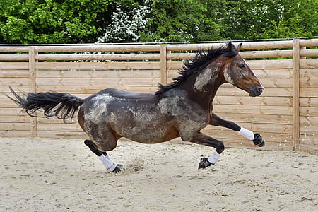 photo of running horse in fence thumbnail
