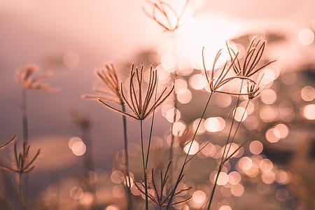 shallow focus photography of brown plant thumbnail