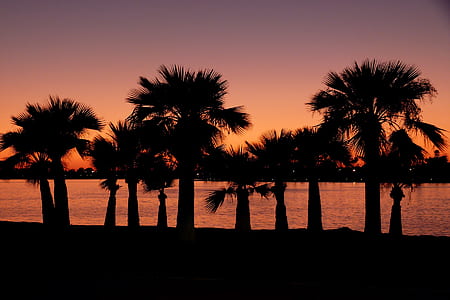 silhouette of palm trees near body of water during golden hour thumbnail