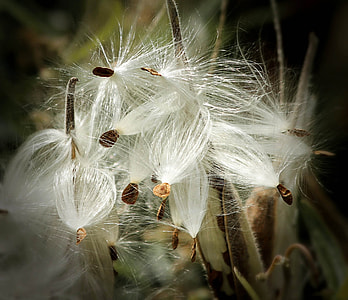 photo of white petaled flowers thumbnail