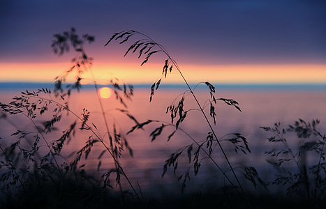 plants near sea macro photography thumbnail