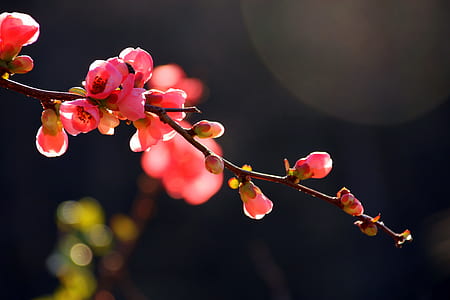 close up photo of pink flowers thumbnail