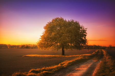 green tree at golden hour thumbnail