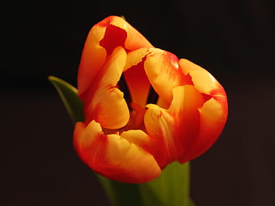 Orange Tulips thumbnail