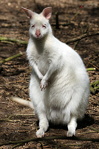 white four legged animal thumbnail