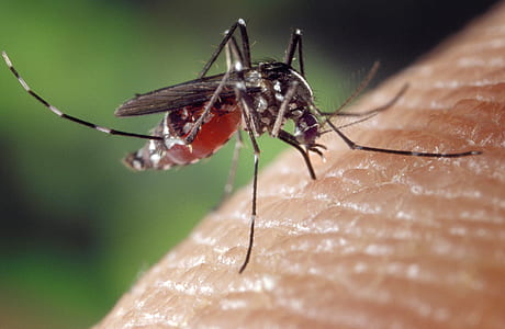 close up photo of tiger mosquito thumbnail